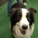 Illustration for article titled Lapdogs And Luxury Boxes: A New-Look MSG Welcomes The Westminster Dog Show